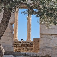 Un seul olivier, symbole de la Grèce, sur le site de l'Acropole